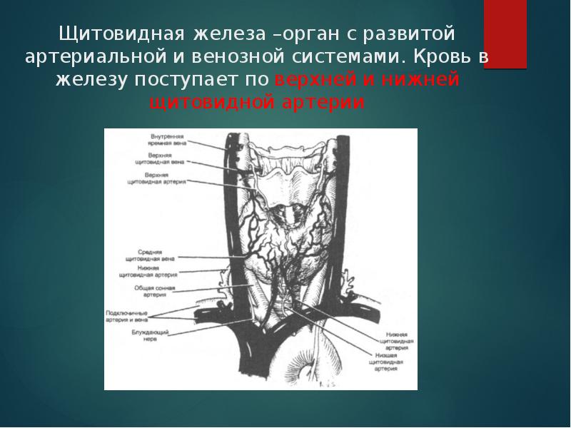 Презентация на тему щитовидной железы