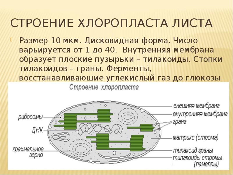 Фотосинтез и хемосинтез 10 класс презентация