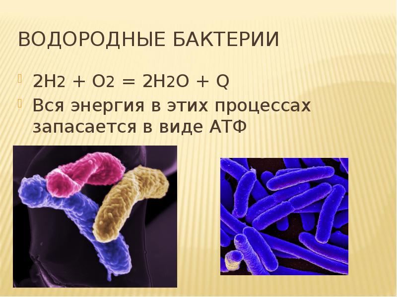 Фото и хемосинтезирующие бактерии