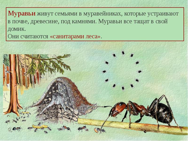 Презентация про муравейник