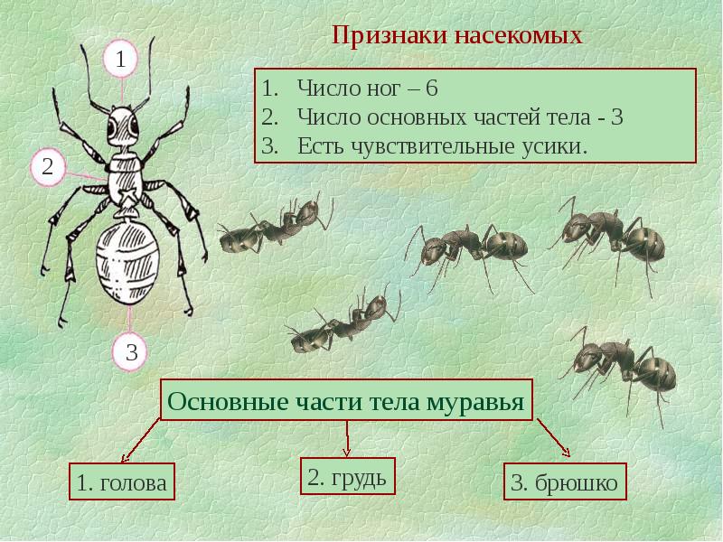 Признак насекомых 1. Полезные насекомые для человека. Части тела муравья. Отличительные признаки насекомых. Строение муравья.