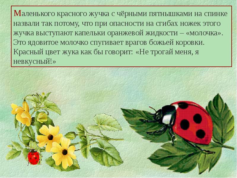 Жучка это. Жучка. Маленький красноватый жучок 1милиметр. Жучка выделяют. Жучка значение слова.