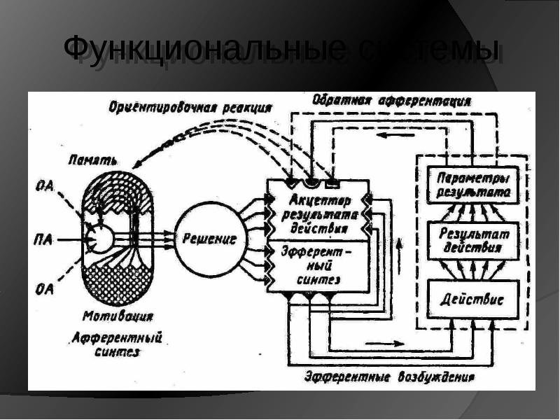 Общая схема функциональной системы организма