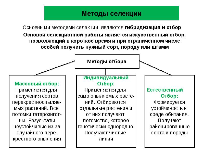 Методы селекции презентация 10 класс беляев