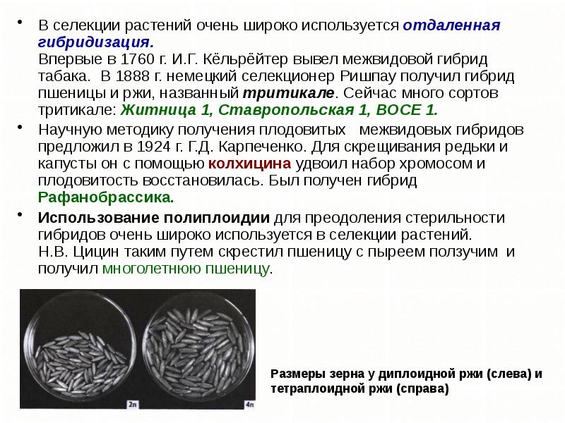 Презентация отдаленная гибридизация