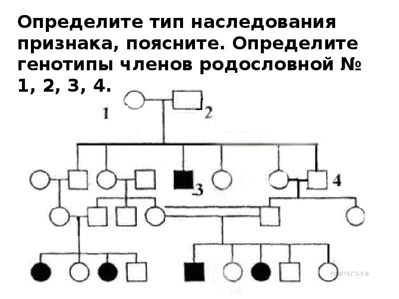 Сколько поколений людей представлено в графическом изображении родословной пробанда ответы