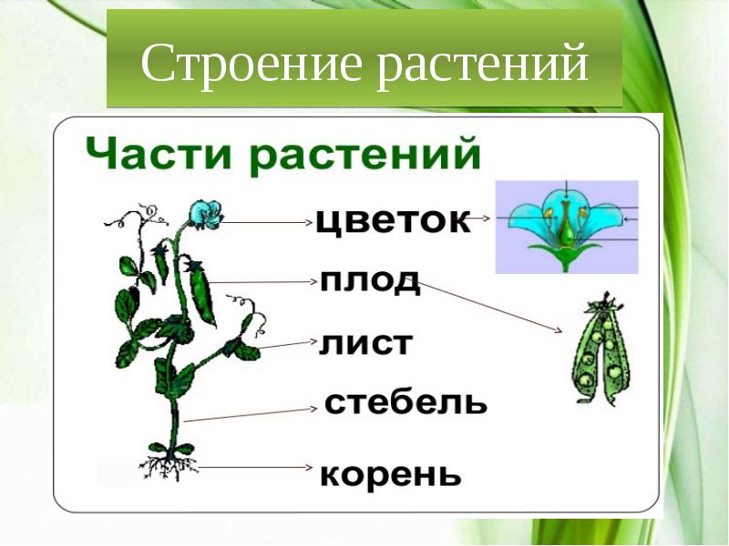 Особенности строения рисунок. Строение растения. Внешнее строение растений. Строение и части растений. Строение растений биология.