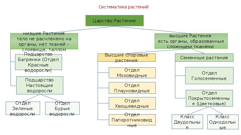 Систематика растений