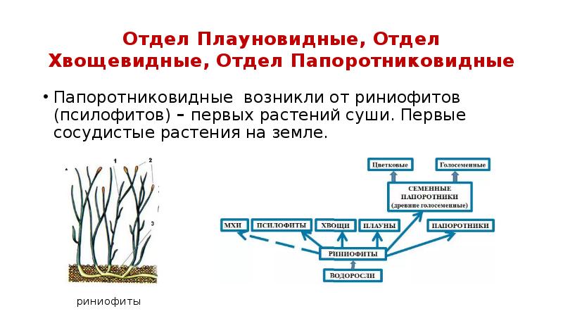 Отдел Плауновидные, Отдел Хвощевидные, Отдел Папоротниковидные Папоротниковидные возникли от риниофитов (псилофитов)