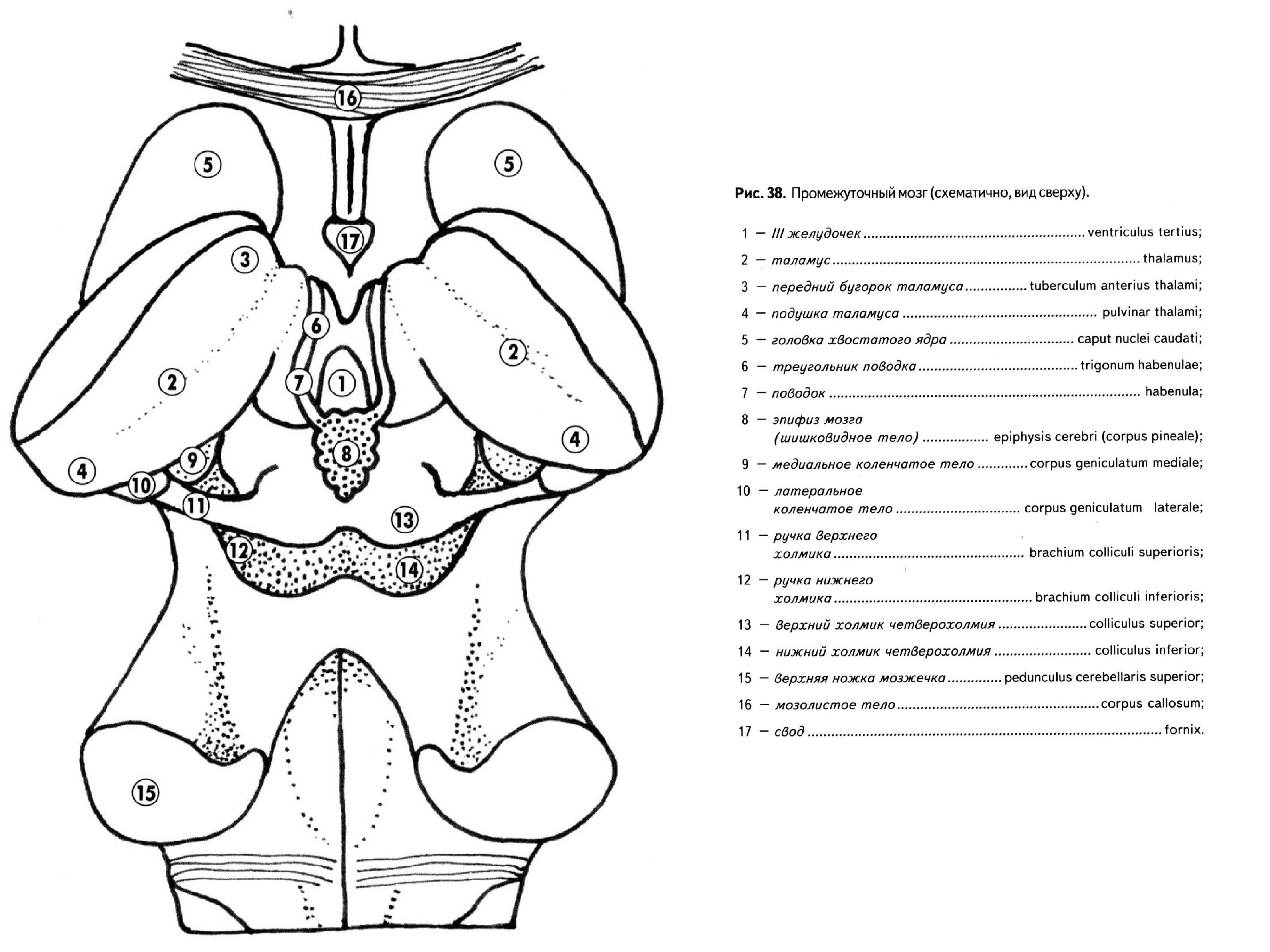 Промежуточные мозги. Промежуточный мозг схема анатомия. Схема строения промежуточного мозга. Промежуточный мозг строение в разрезе. Промежуточный мозг рисунок с обозначениями.