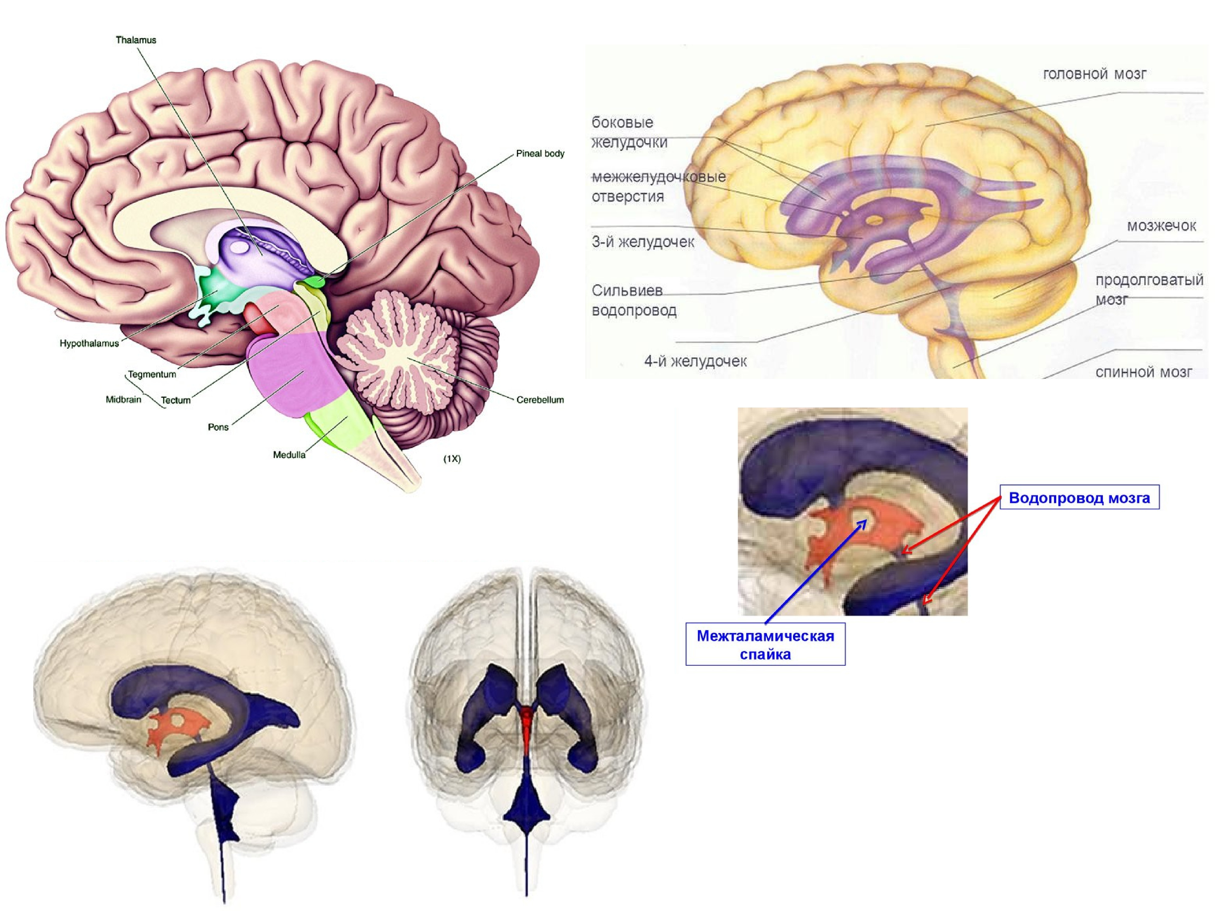 Средний мозг желудочек. Желудочки мозга и СИЛЬВИЕВ водопровод. СИЛЬВИЕВ водопровод среднего мозга. Желудочковая система головного мозга. СИЛЬВИЕВ водопровод анатомия.