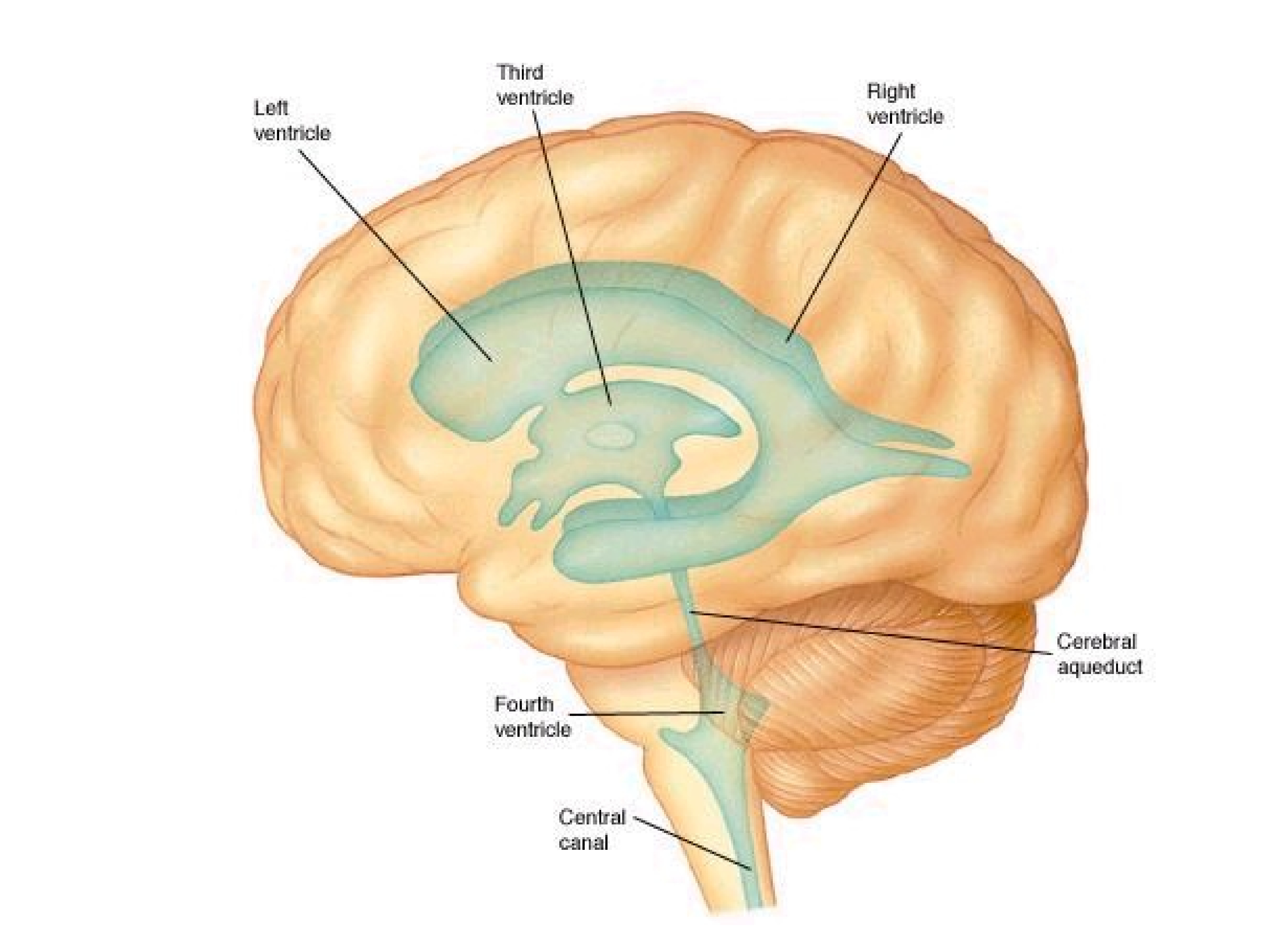 Полости мозга заполнены. Боковые желудочки головного мозга анатомия. Конечный мозг анатомия боковые желудочки. Головной мозг СИЛЬВИЕВ водопровод. Структура головного мозга, желудочки.