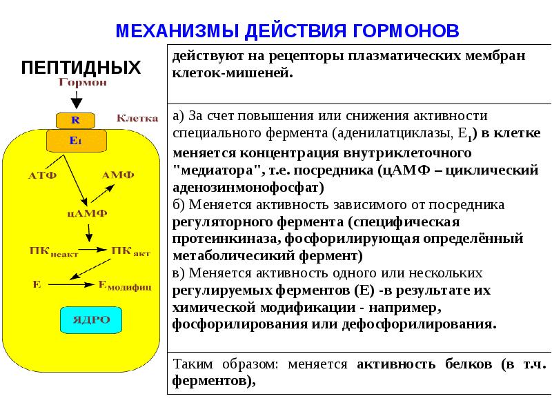 Презентация гормоны и медиаторы иммунной системы