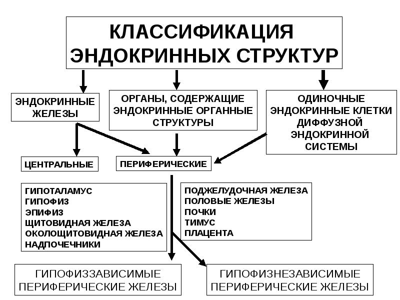 Структурно логическая схема эндокринные железы