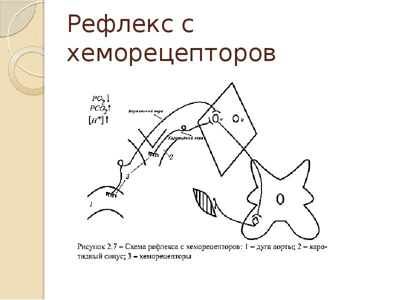 Рефлекс геринга брейера схема