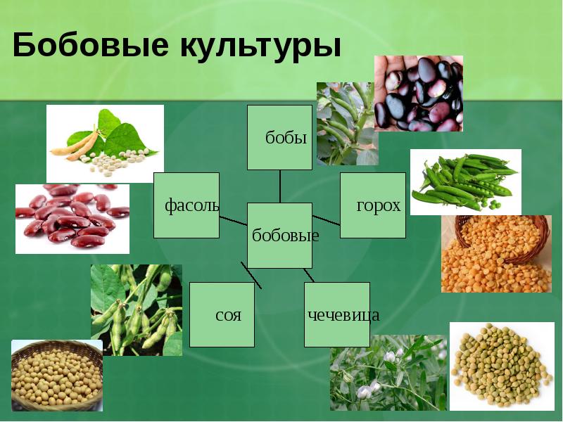 Перечень бобовых культур с фото Технология приготовления блюд из круп, бобовых и макаронных изделий