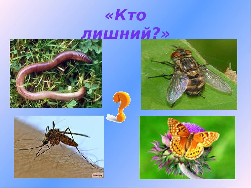 Кто лишний насекомые картинки