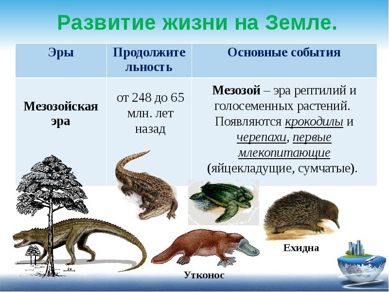 Основные этапы эволюции жизни на земле проект