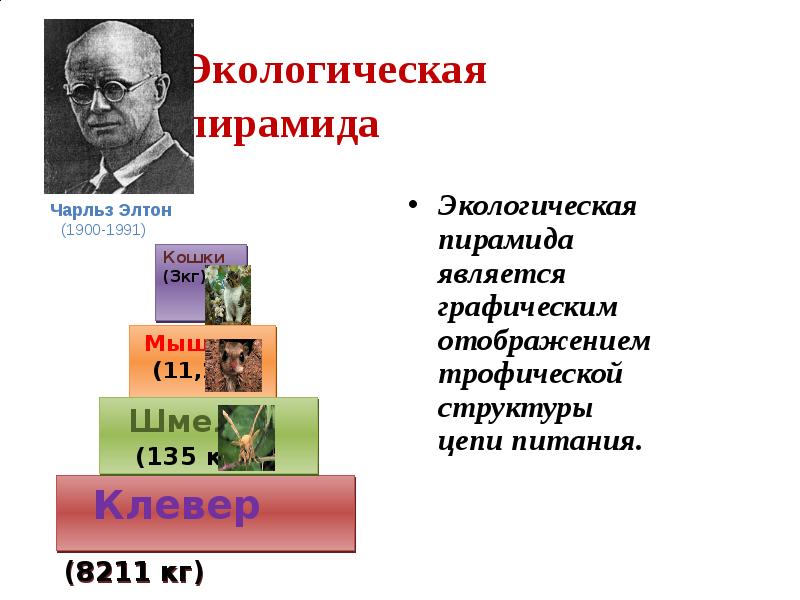 Экологические пирамиды 9 класс