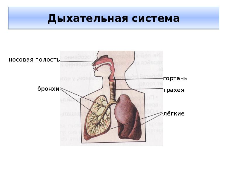 Презентация по окружающему миру 2 класс строение тела человека школа россии