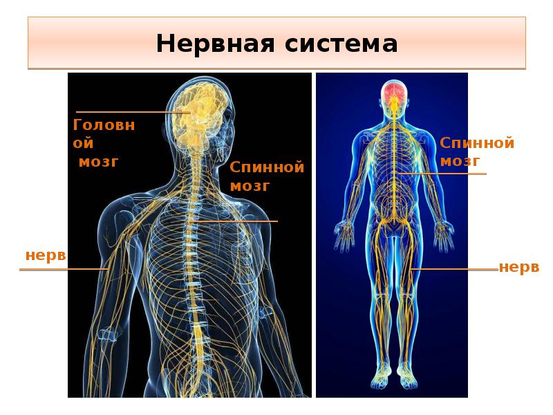 Общий план строения организма человека