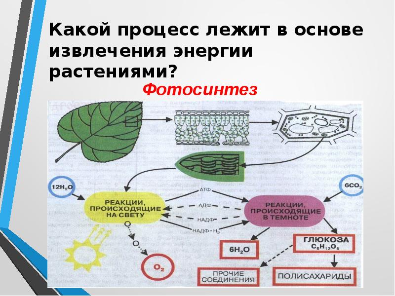 Благодаря каким процессам. Какой процесс лежит в основе растений. Какой процесс лежит в основе роста растения. Какие процессы есть у растений. Какой процесс лежит в основе роста растения 5 класс.