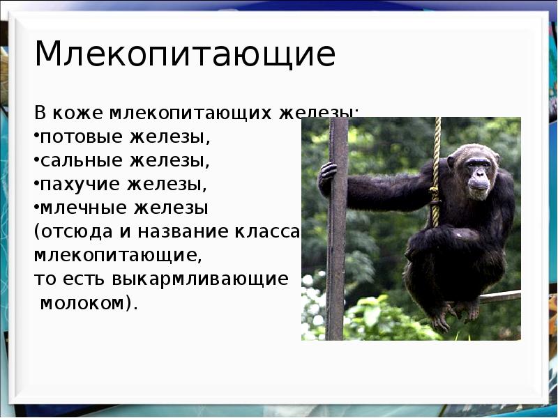 Презентация класс млекопитающие или звери 7 класс фгос пасечник