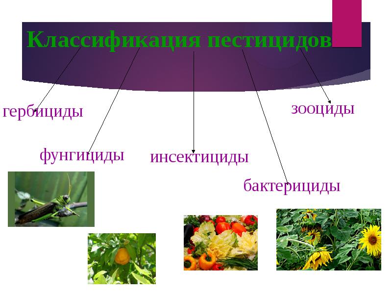 Пестициды презентация по химии