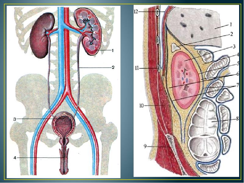 Мочевыделительная система и магистральные кровеносные сосуды рисунок