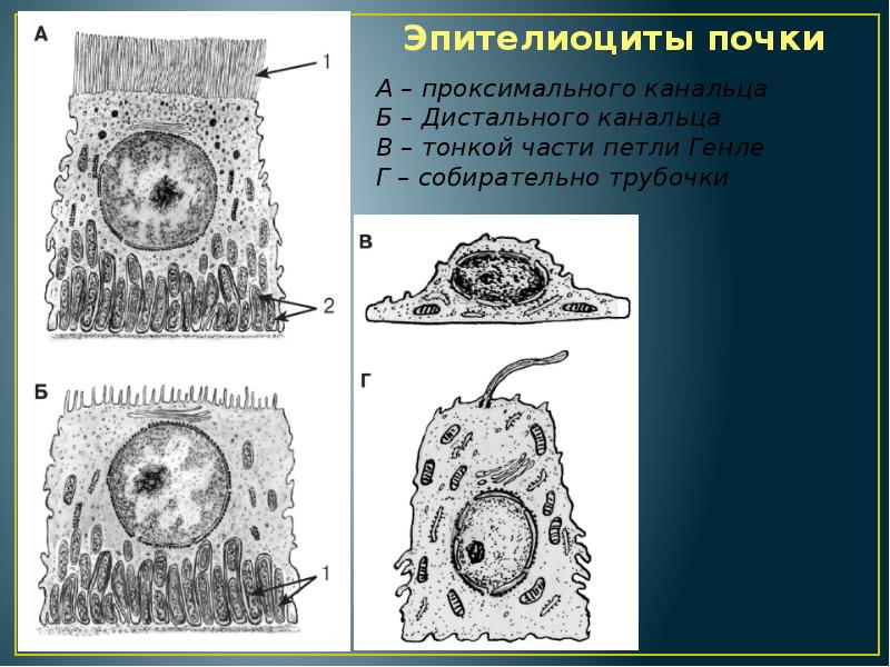 Эпителиоциты. Эпителиоциты это клетки. Эпителий дистального канальца. Эпителиоцит проксимального канальца.