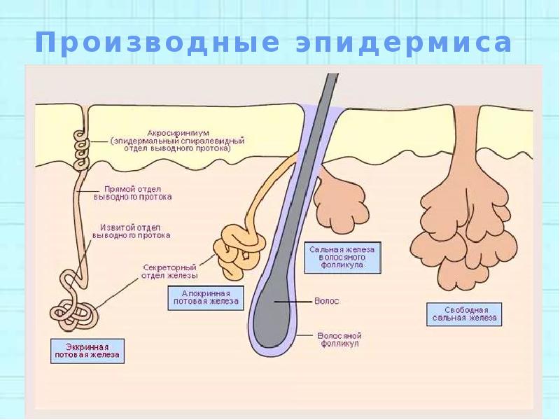 На рисунке стрелками обозначены рецепторы сальные железы волосяные сумки мышечные волокна