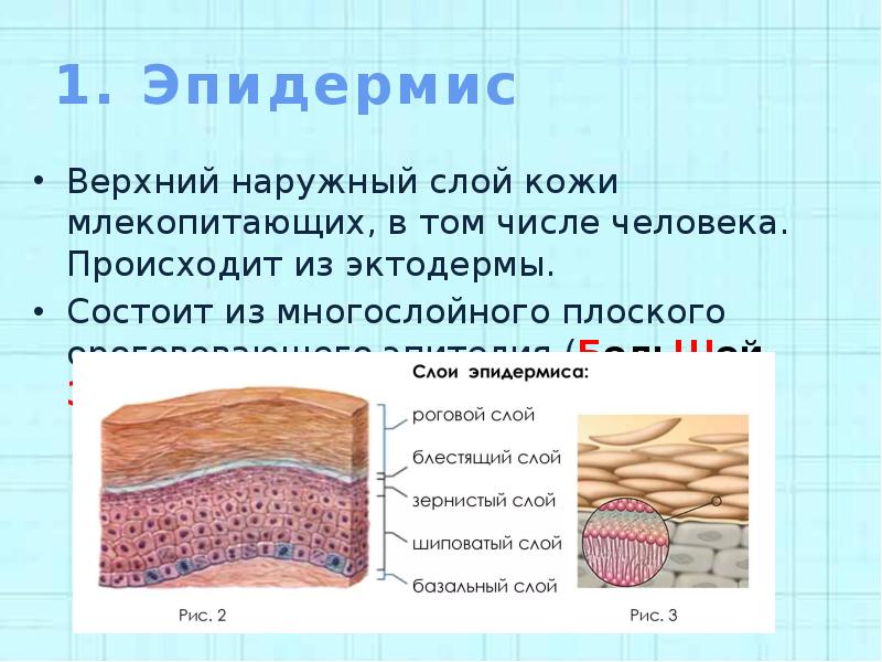 Чем кожа млекопитающих отличается от кожи птиц