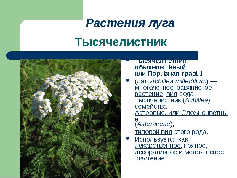 Сообщение о растении 3 класс окружающий. Тысячелистник описание. Факты о тысячелистнике. Тысячелистник описание для детей. Проект тысячелистник.