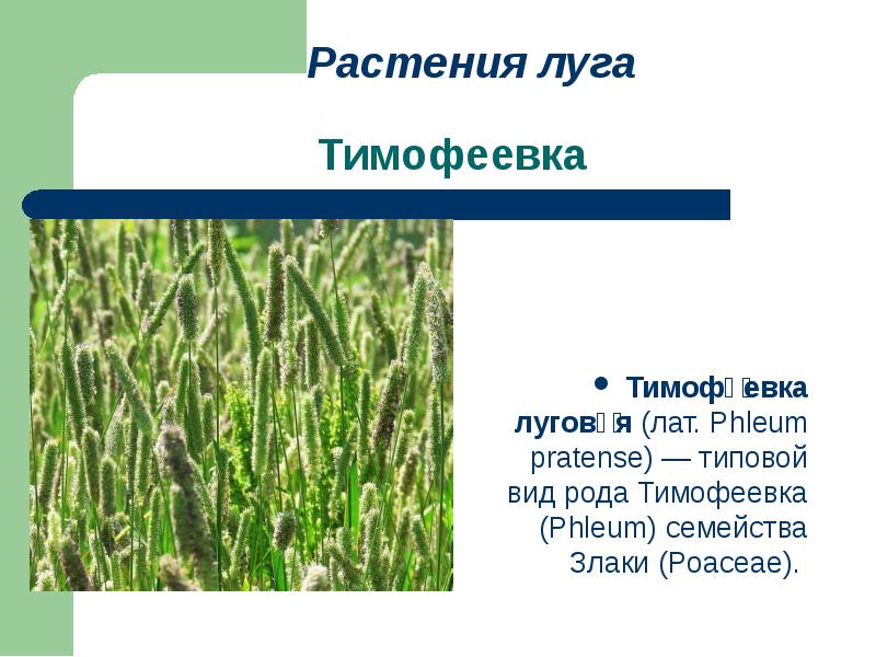 Тимофеевка является луговым растением. Тимофеевка Луговая. Растения Луга Тимофеевка. Тимофеевка Луговая описание растения. Растения Луга презентация.