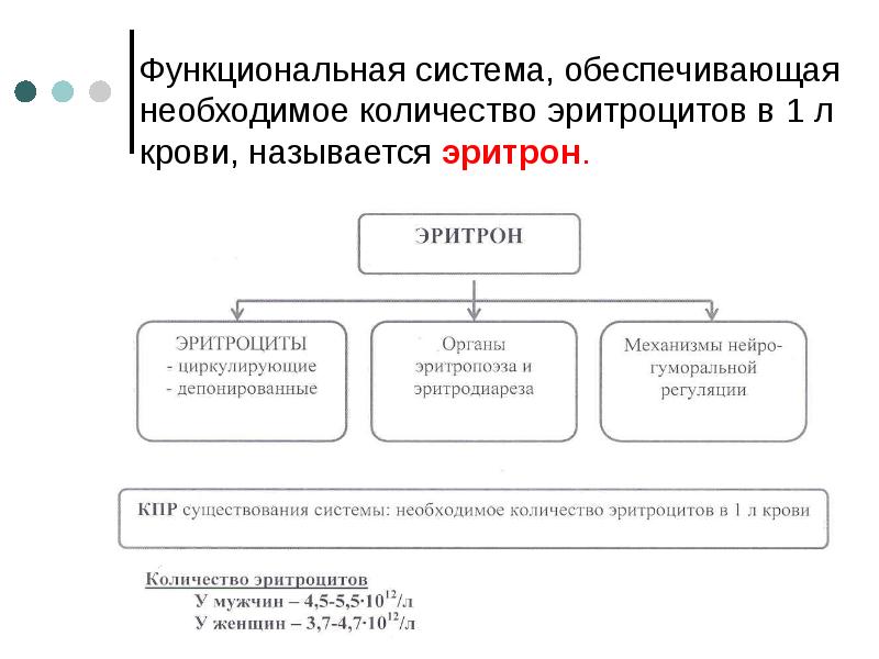 Схема регуляции количества эритроцитов в крови