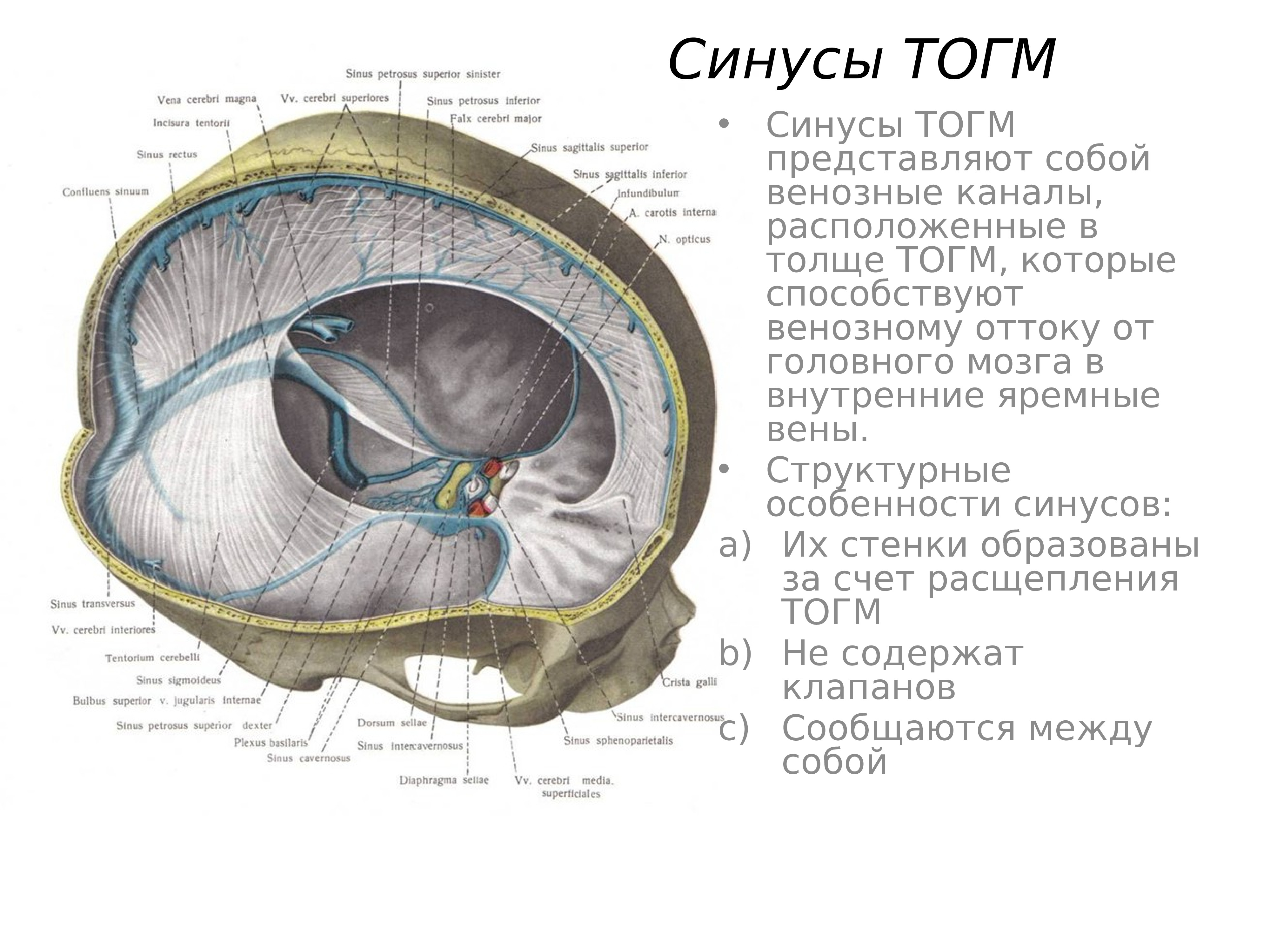 Синусы оболочки головного мозга. Оболочки мозга. Синусы твердой мозговой оболочки. Вены головного мозга синусы твердой мозговой оболочки. Хирургическая анатомия венозных синусов твердой мозговой оболочки. Синусы твердой мозговой оболочки схема.