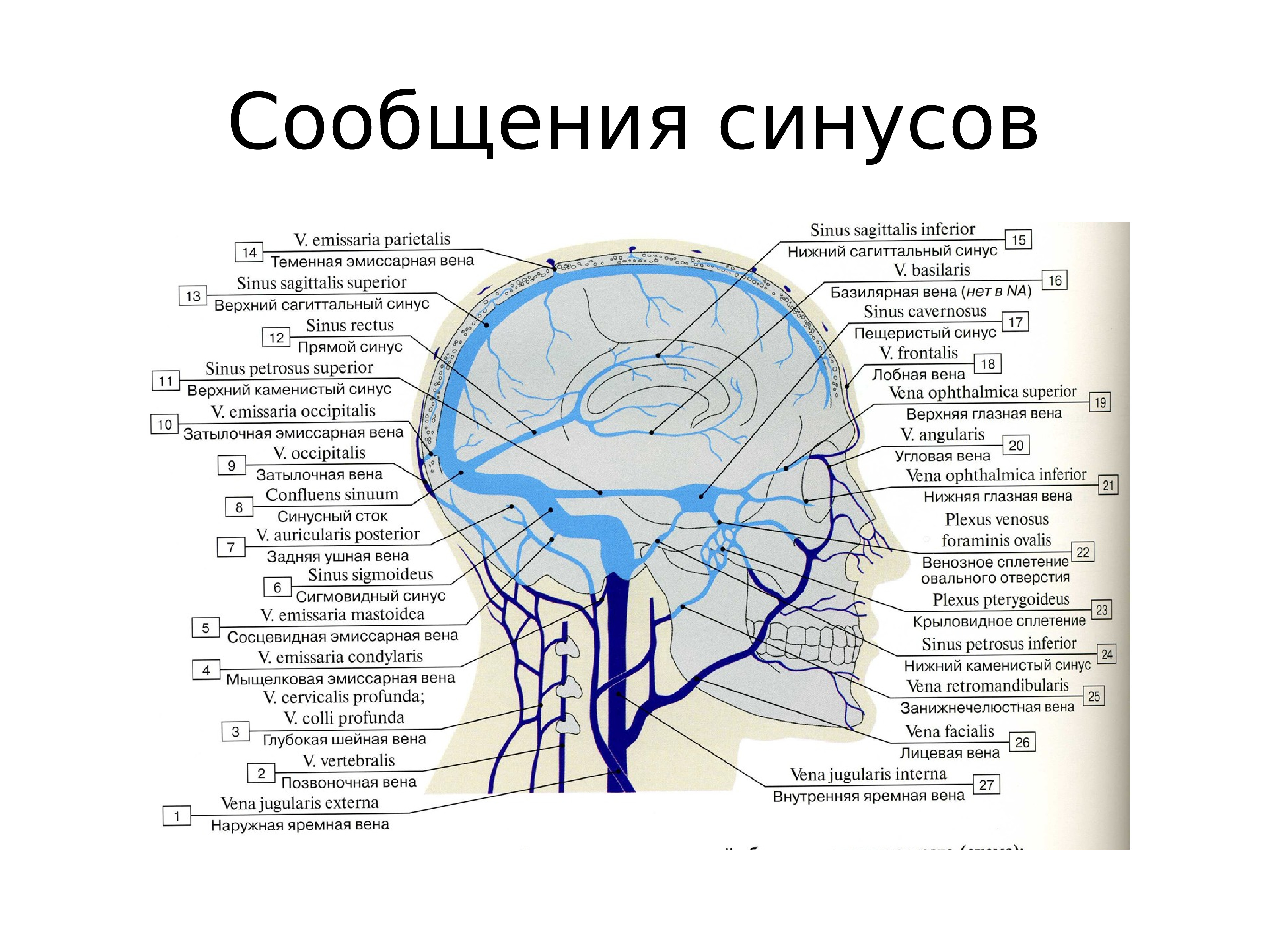 Вены головного мозга схема