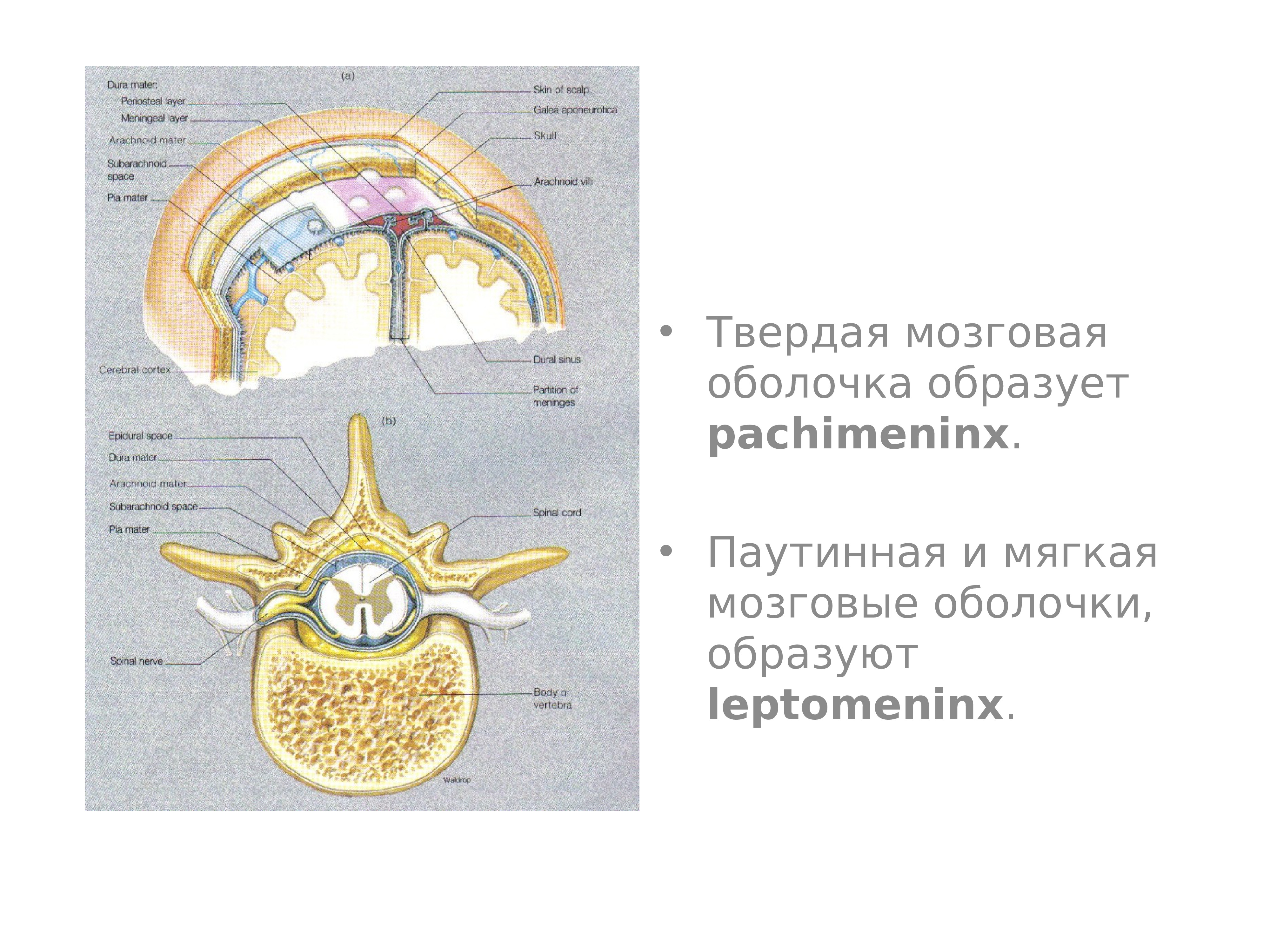 4 оболочки спинного мозга