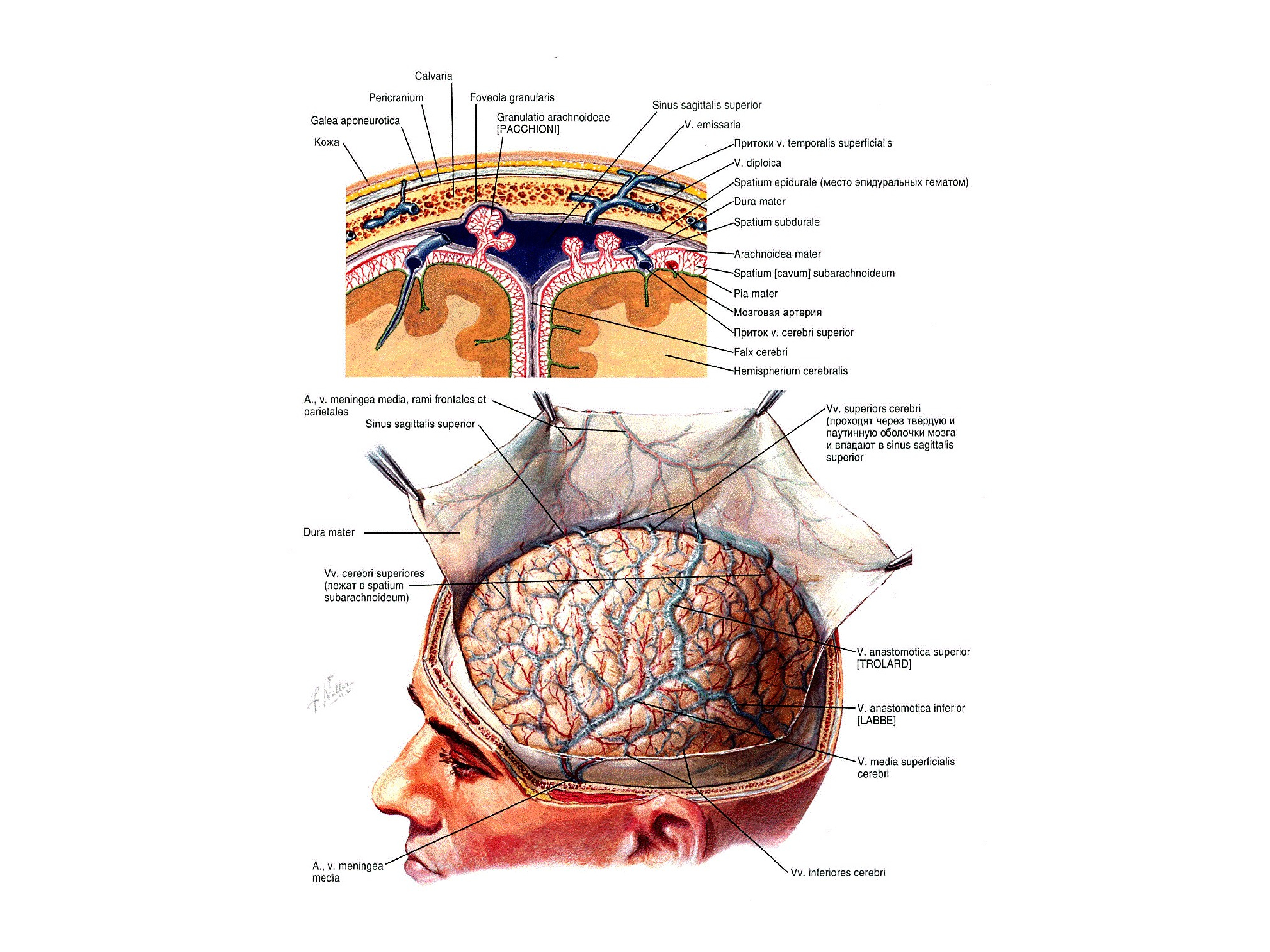 Грыжа мозговых оболочек латынь. Кровоснабжение паутинной оболочки головного мозга. Твердая мозговая оболочка головного мозга схема. Оболочки головного и спинного мозга анатомия. Сосуды мягкой мозговой оболочки анатомия.