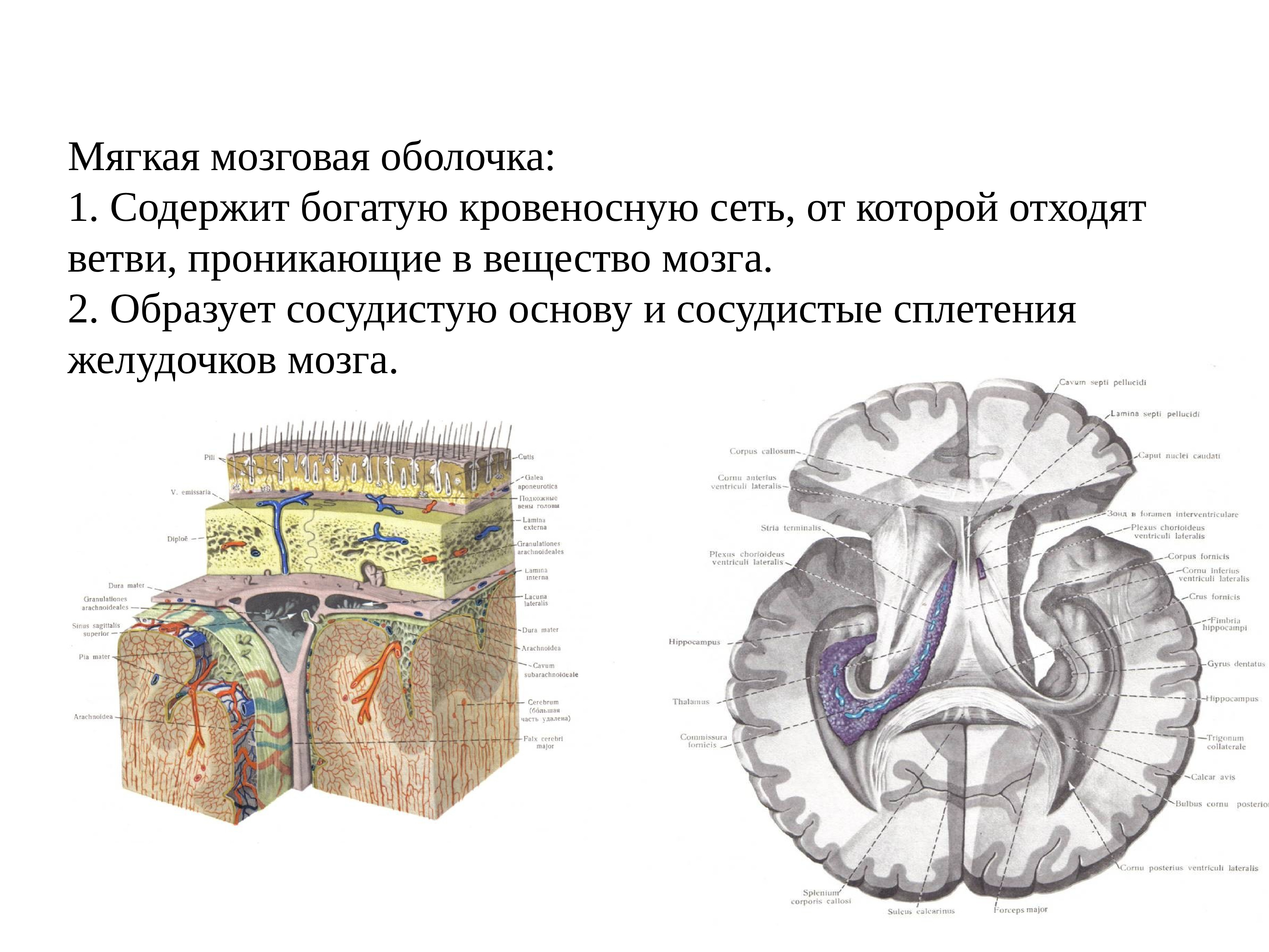 Сосудистая оболочка мозга. Паутинная оболочка головного мозга. Строение мягкой мозговой оболочки. Мягкая оболочка головного мозга функции. Твердая мозговая оболочка головного мозга схема.