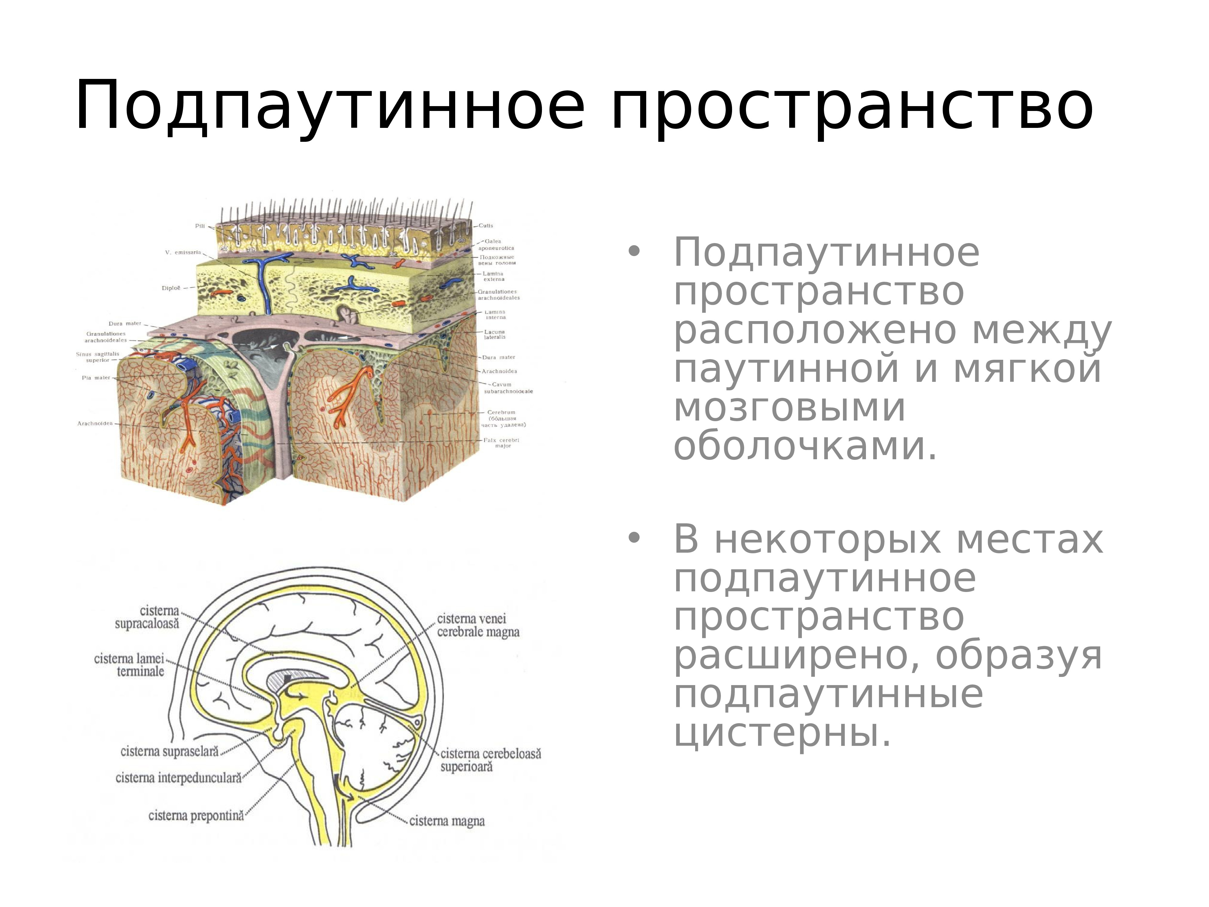 Пространство между. Паутинная оболочка. Подпаутинные цистерны. Расположение паутинной оболочки головного мозга. Пространство между паутинной и мягкой оболочкой спинного мозга. Производные паутинной оболочки головного мозга.