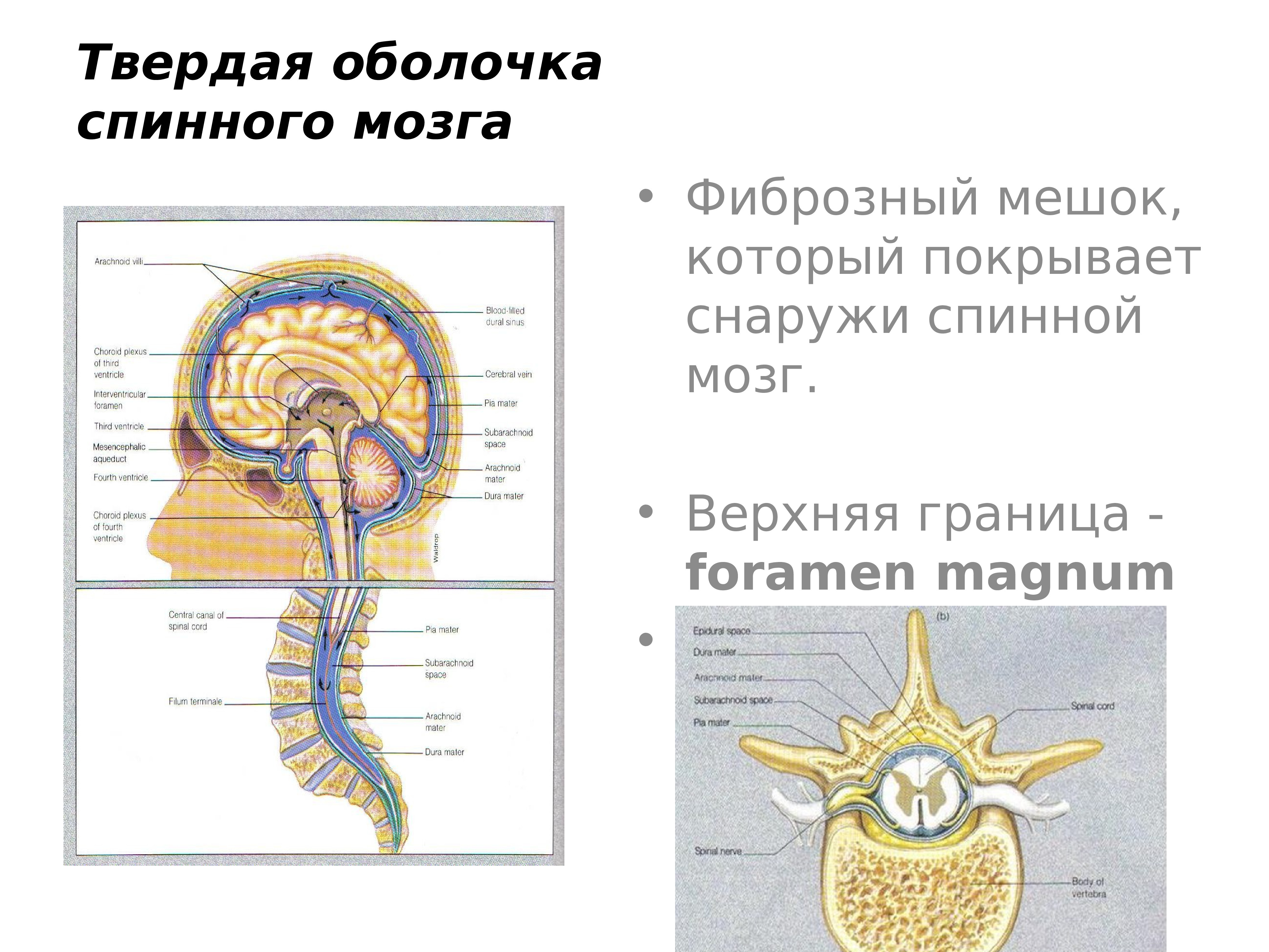 Схема оболочек спинного мозга