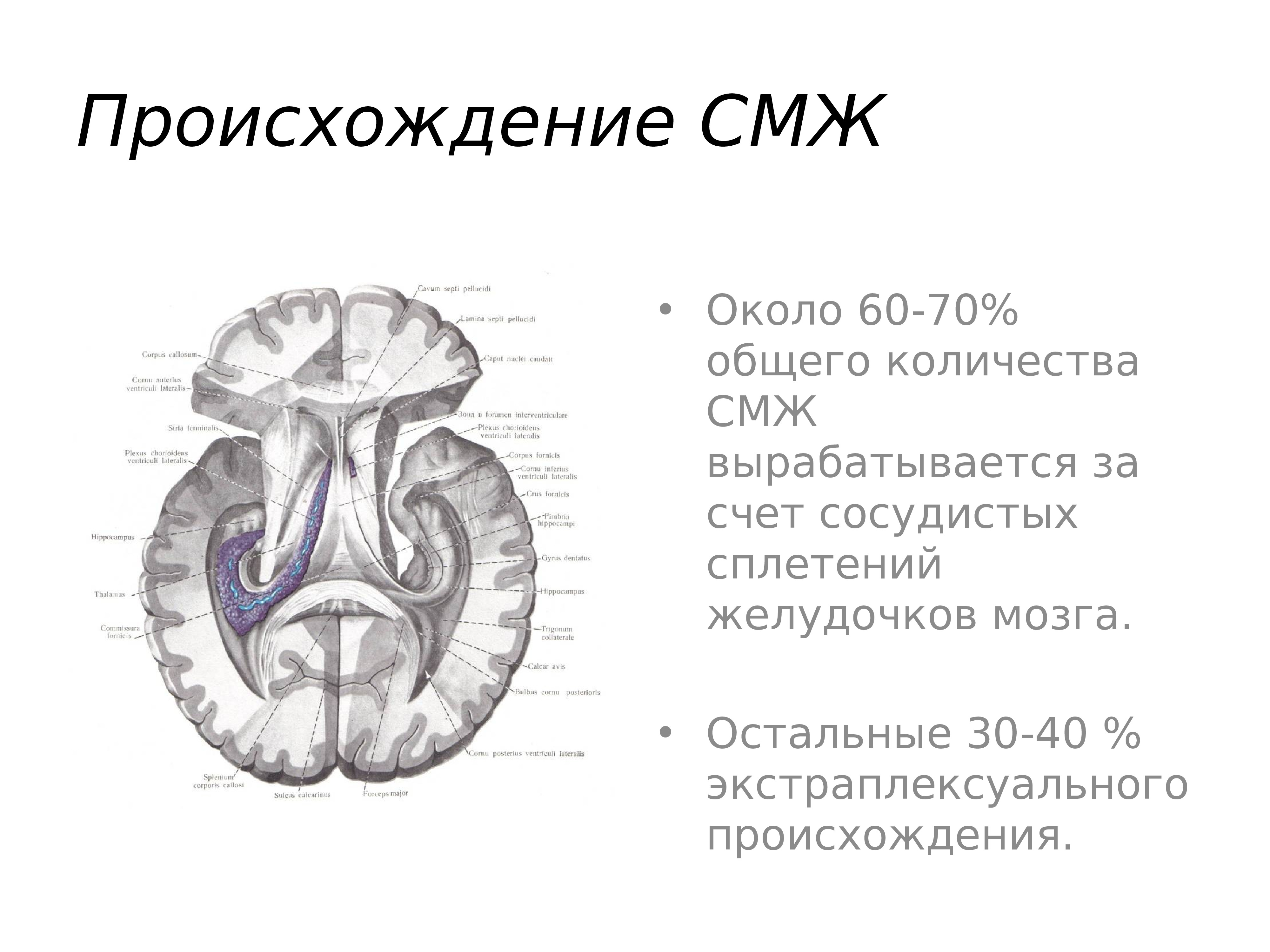 Мозговые сплетения. Сосудистое сплетение головного мозга анатомия. Сосудистые сплетения желудочков мозга. Сосудистое сплетение бокового желудочка. Хориоидное сплетение мозга.