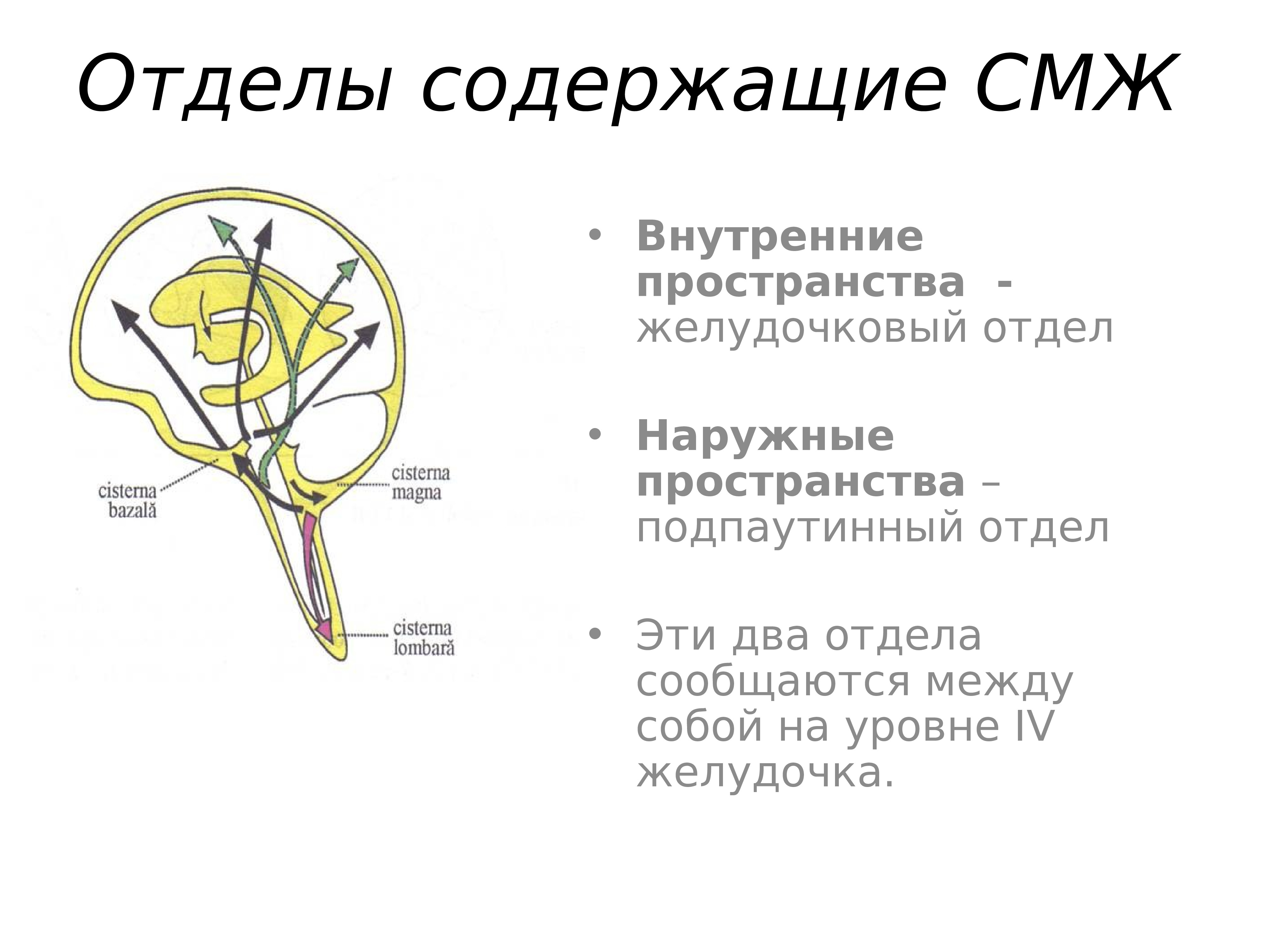 Отдел содержать. Четвертый желудочек сообщается с подпаутинным пространством через. 4 Желудочек сообщается с подпаутинным пространством головного мозга. Полость 4 желудочка сообщается с подпаутинным пространством. Подпаутинное пространство непосредственно сообщается.