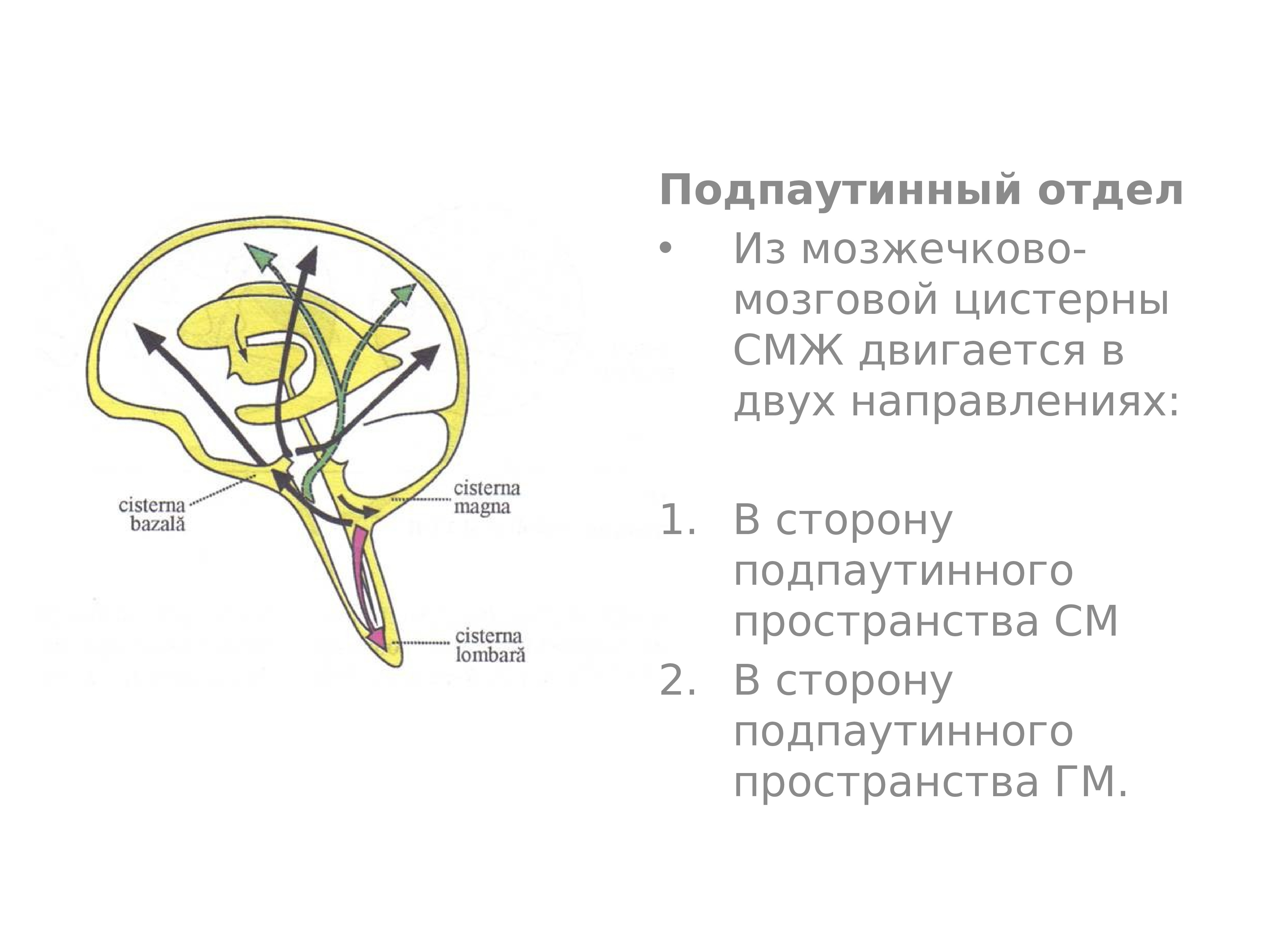 Мозжечково мозговая цистерна