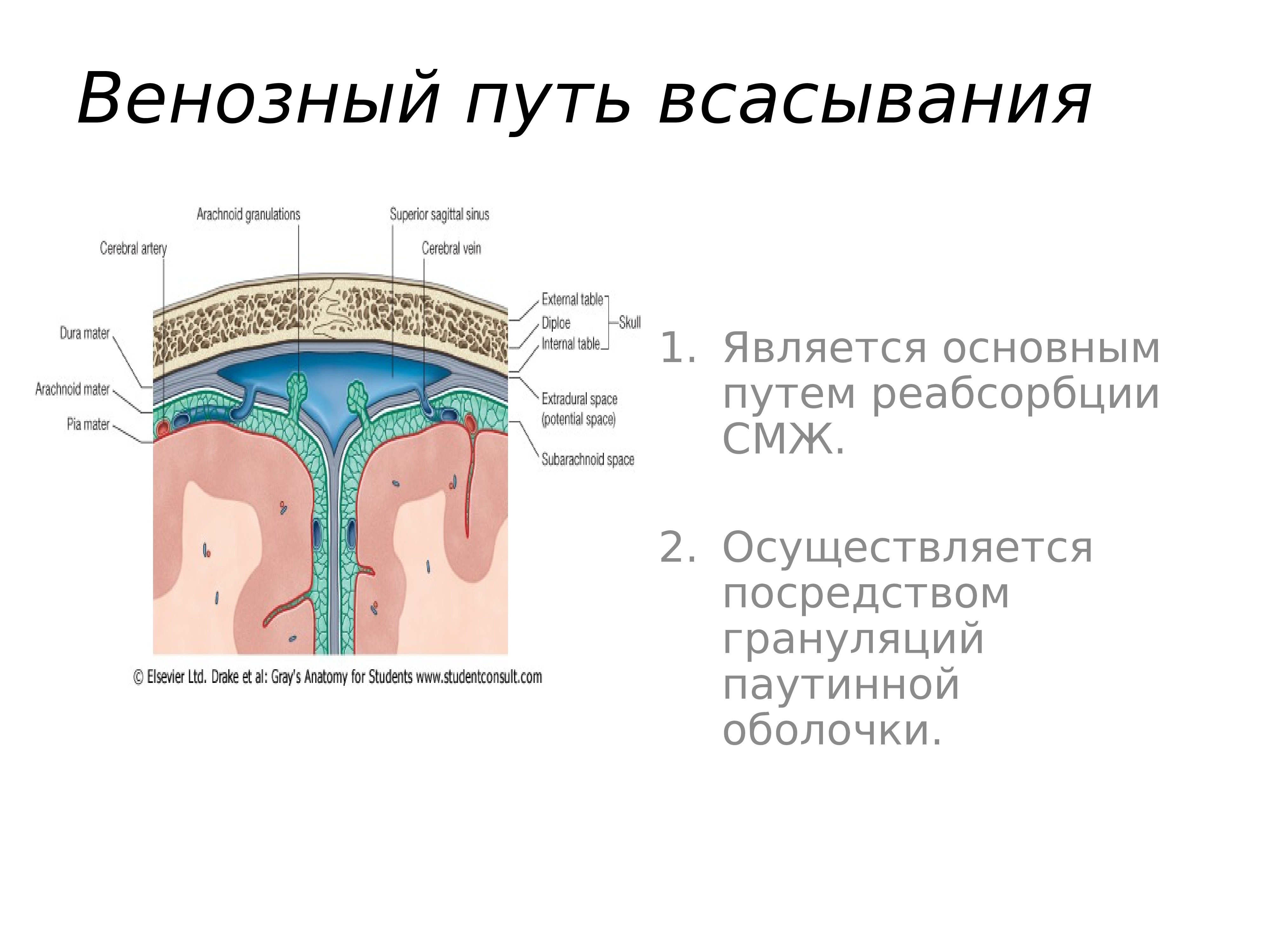 Оболочки головного мозга презентация