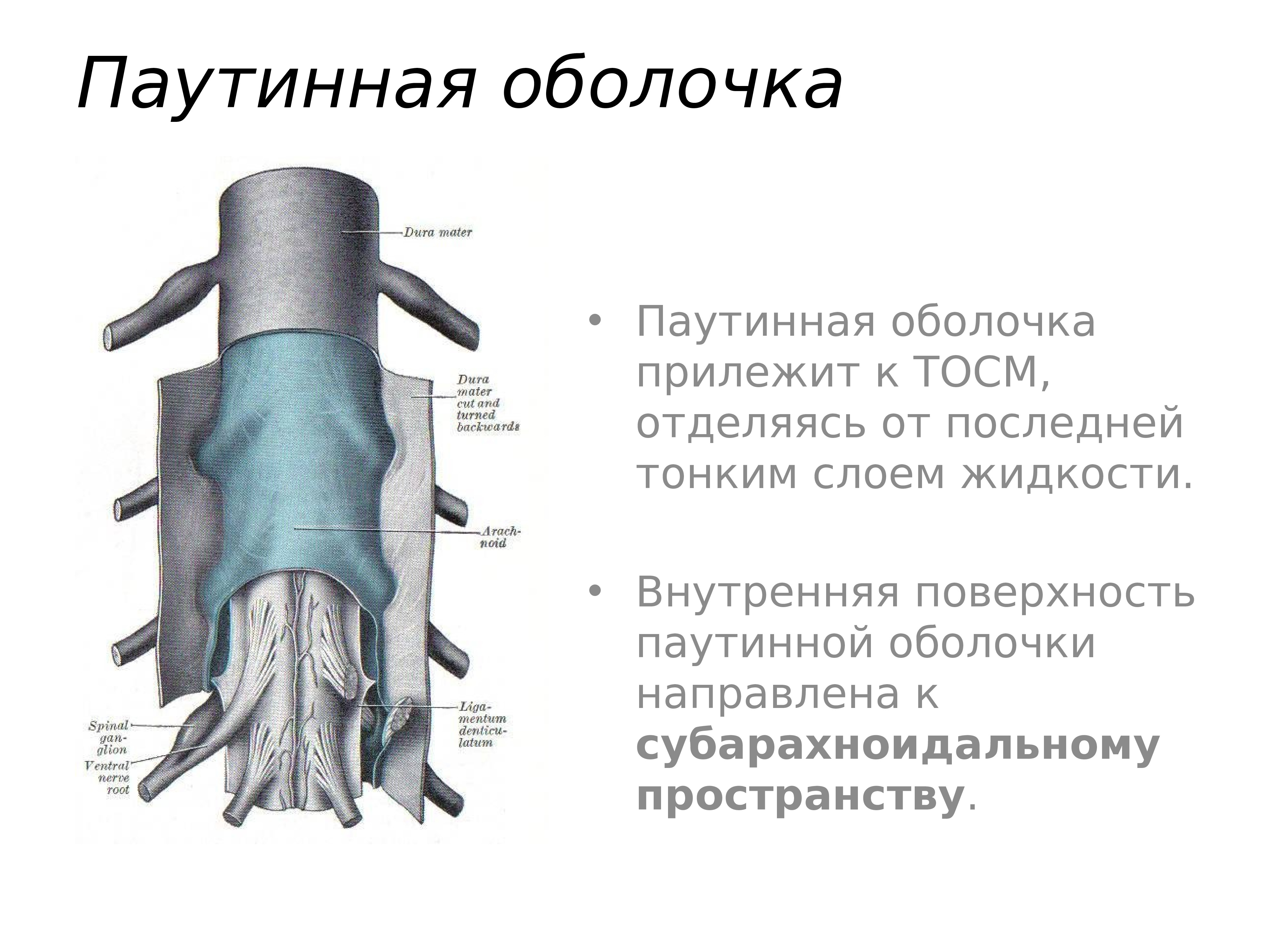 Паутинная оболочка. Оболочки спинного мозга. Паутинная жидкостная оболочка. Меланома оболочки спинного мозга.