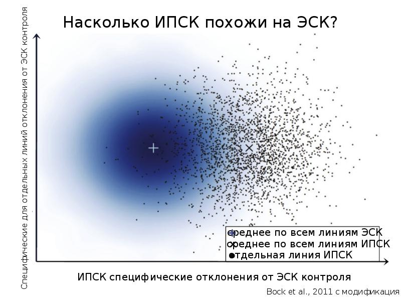 Индуцированная плюрипотентная стволовая клетка. Индуцированных плюрипотентных стволовых клеток (IPSC). Индуцированные плюрипотентные стволовые клетки применение.