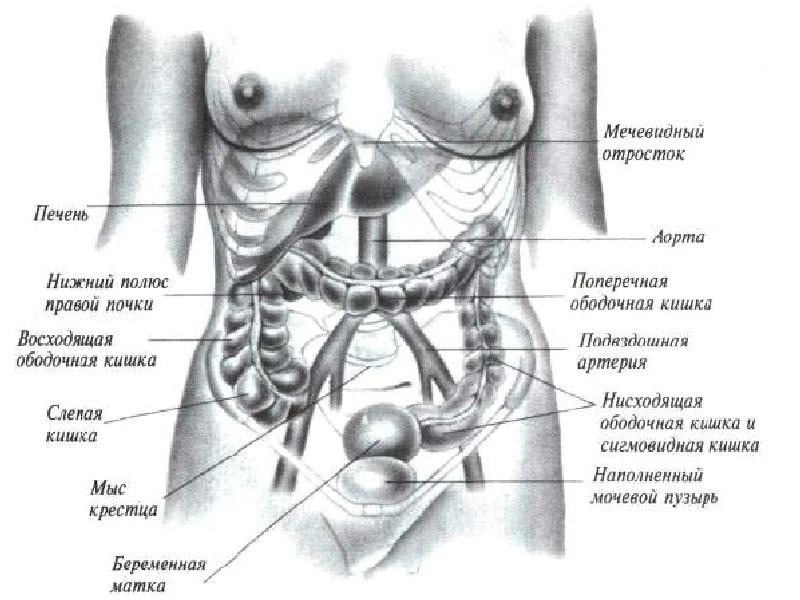 Органы живота женщины расположение в картинках