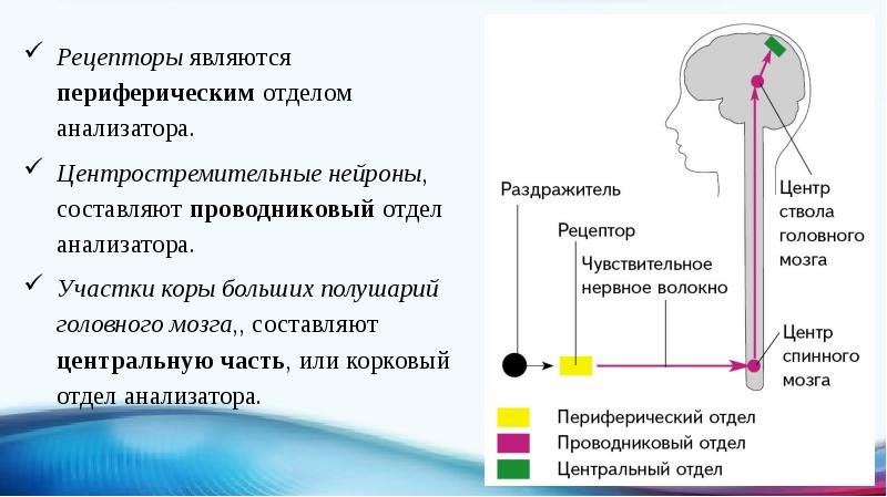 Что такое сенсорная система включения в фене